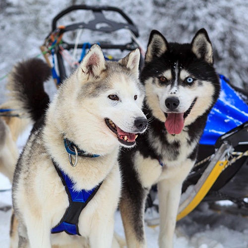 Schneeschuh-Musher-Workshop Team-Incentive „Faszination Husky“
